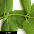 SpeciesSub: var. syringantha